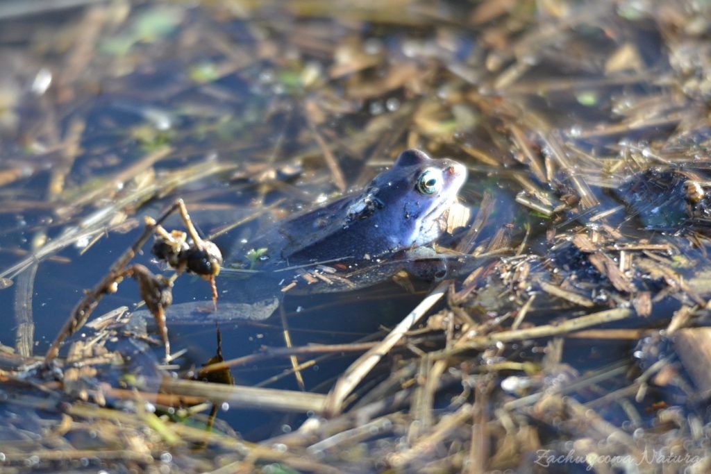 Niebieskie żaby moczarowe (3)
