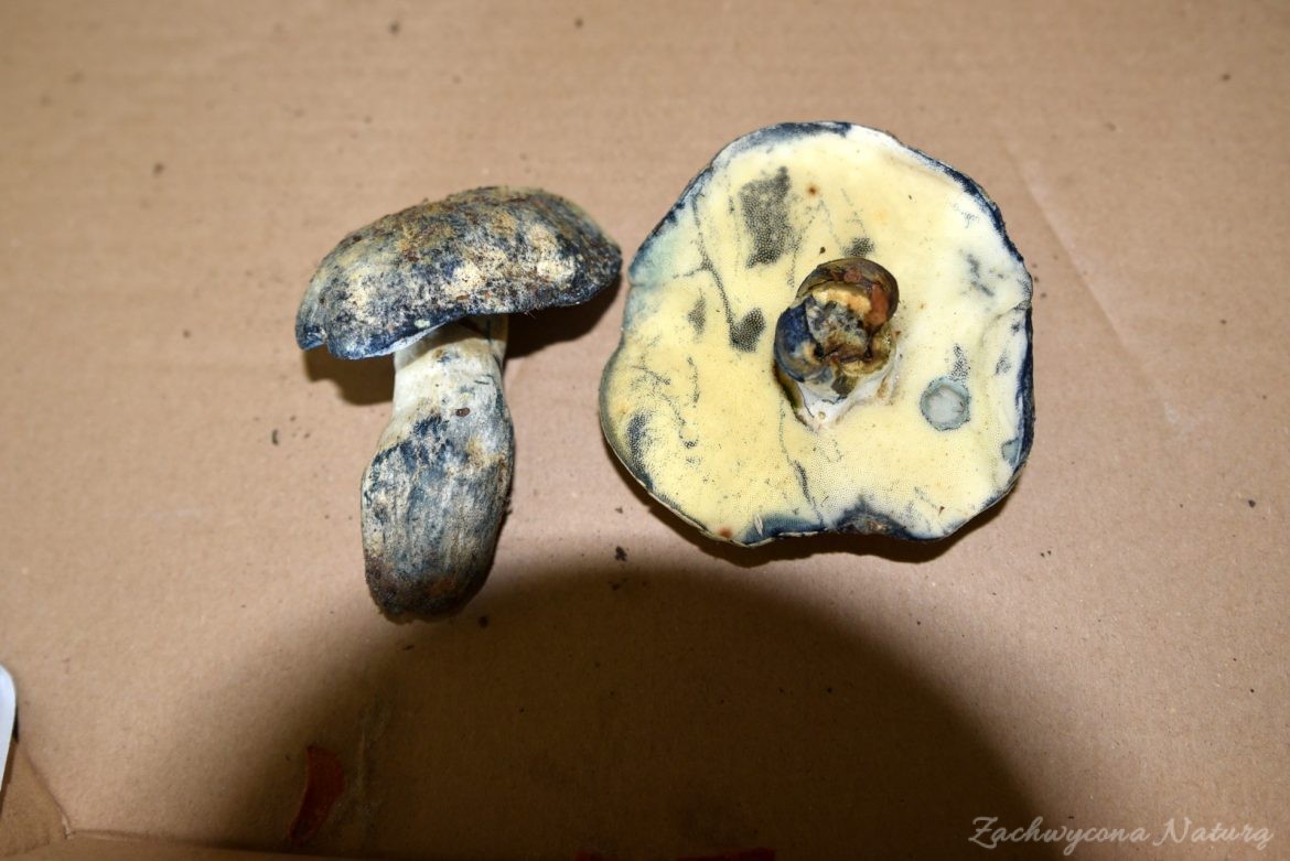 piaskowiec-modrzak-ciekawy-grzyb-jadalny-kt-ry-sinieje-na-niebiesko