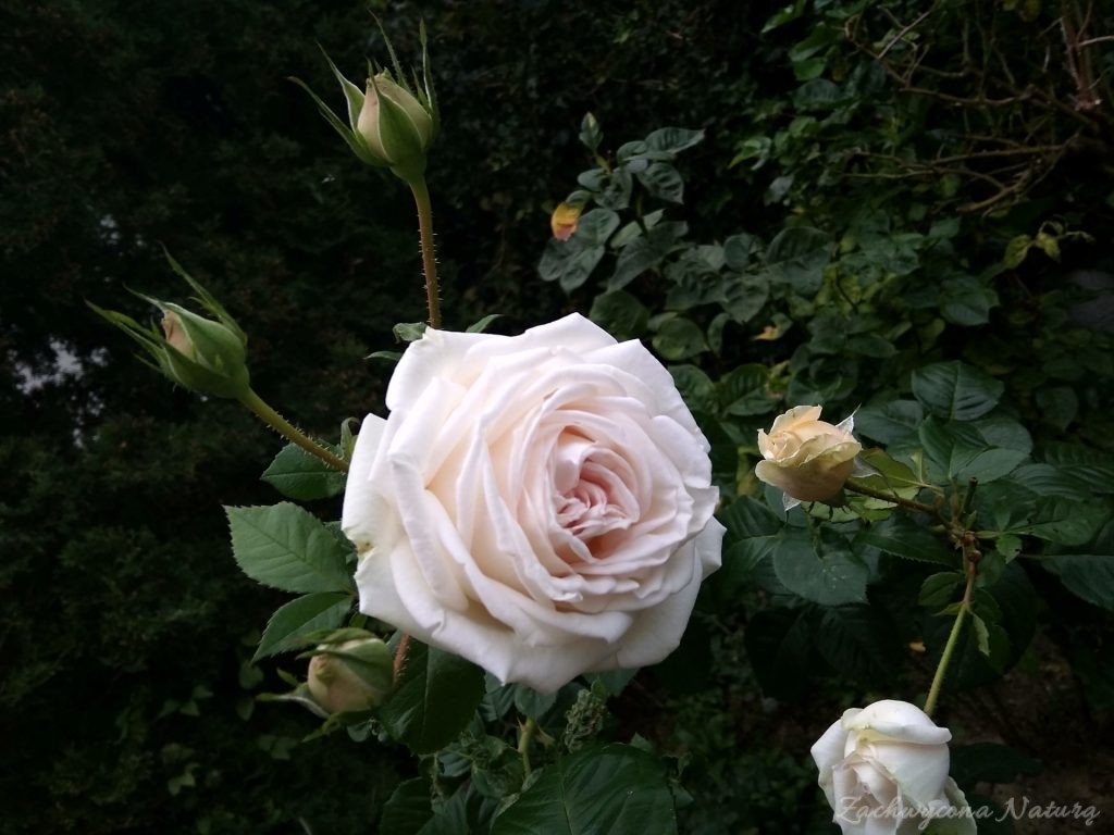 róża Gentle Hermione