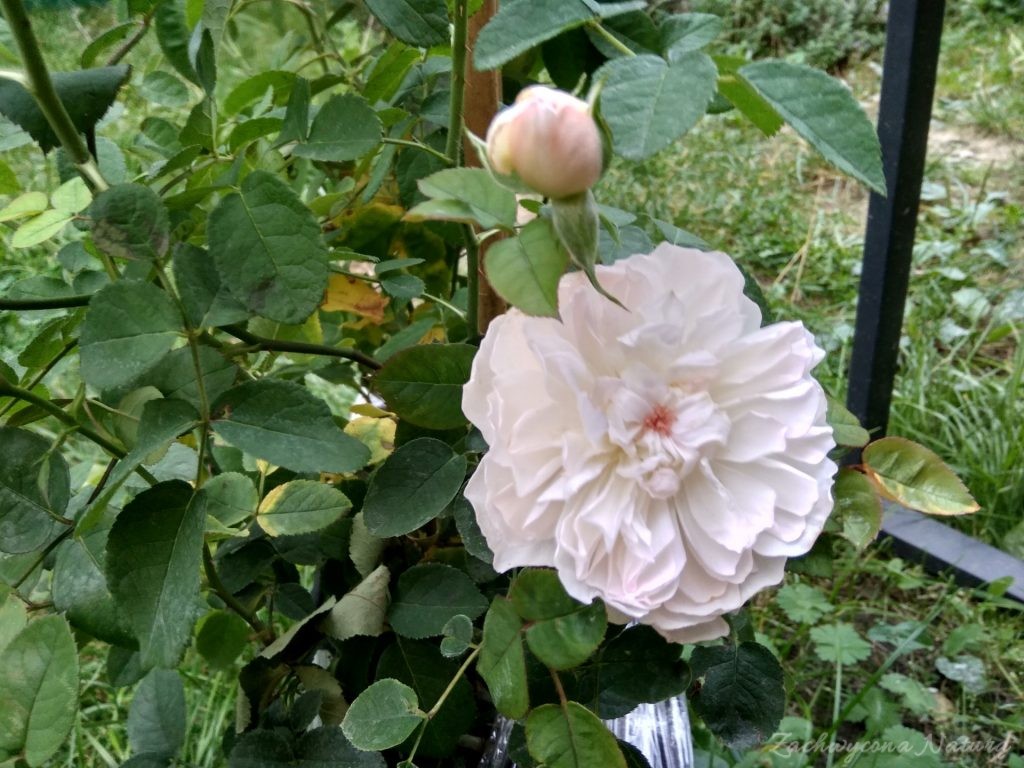 Róża Gentl Hermione